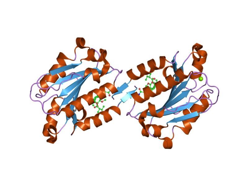 File:PDB 1xdg EBI.jpg