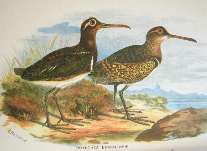 File:Painted Snipe hm.jpg