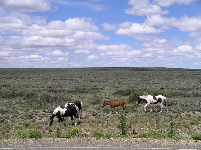 File:Pampas.jpg