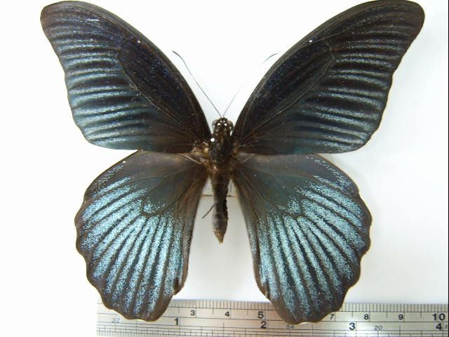 File:Papilio memnon heronus01.JPG