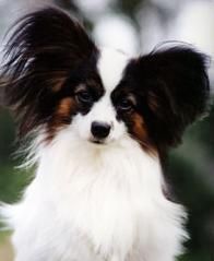 File:Papillondog.jpg