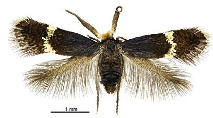 File:Pectinivalva minotaurus male.jpg