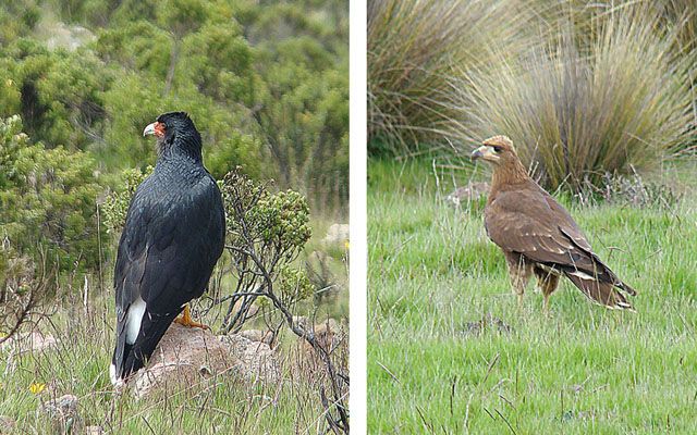 File:Phalcoboenus megalopterus, the Mountain Caracara (9072525868).jpg