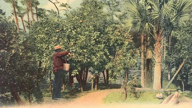 File:Santa Lucia Orange Grove, Ormond, FL.jpg