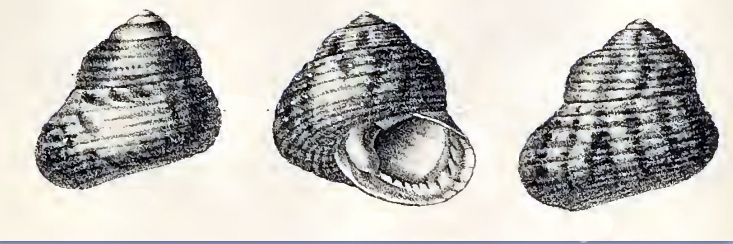 File:Tegula viridula 001.jpg