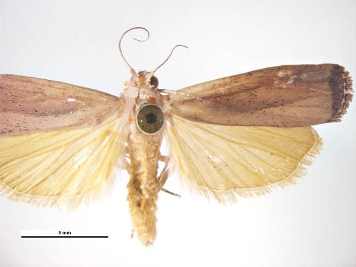 File:Tirathaba rufivena male.jpg