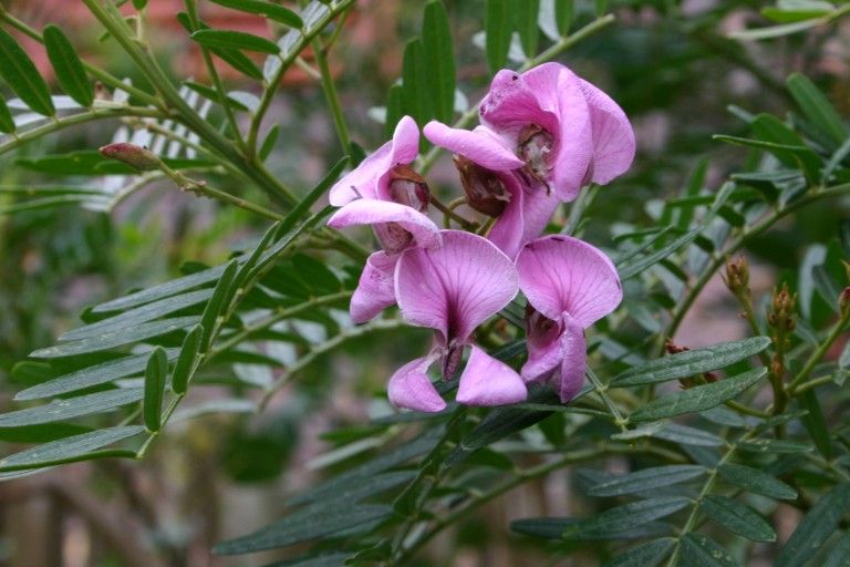 File:Virgilia divaricata00.jpg