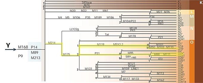 Mutasi Y-DNA O2a1a & O1a2