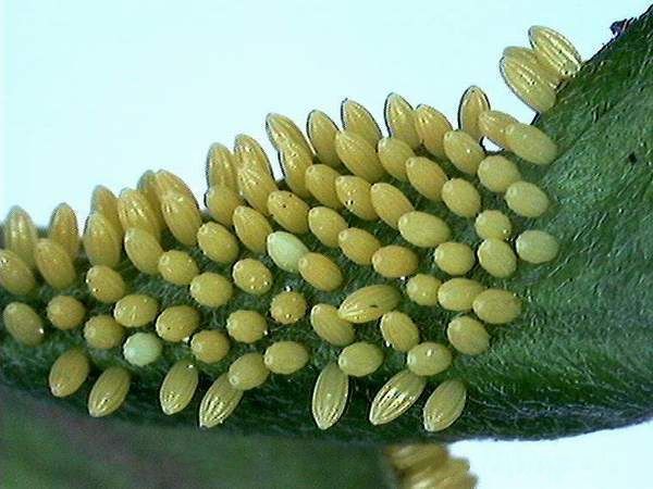 File:Anaphaeis aurota eggs sec.jpg