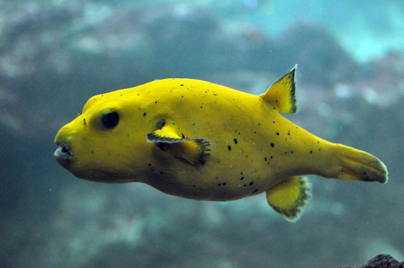 File:Arothron nigropunctatus (yellow).jpg