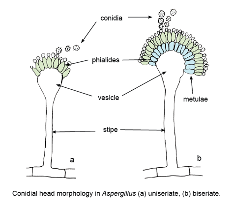 File:Aspergillus conidiophore head morphology.png