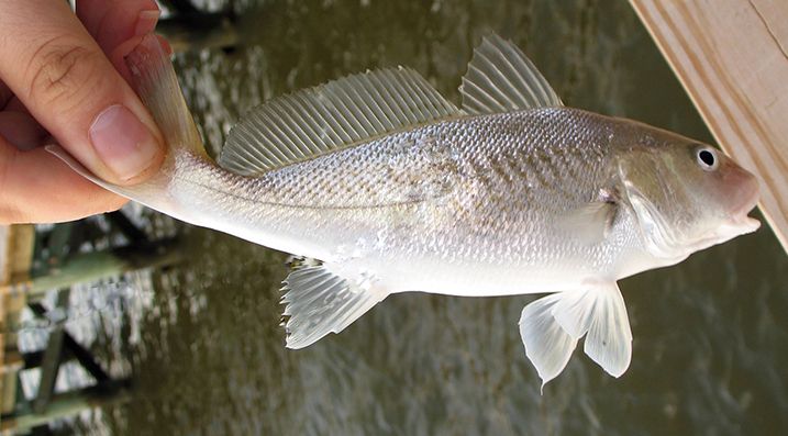 File:Atlantic Croaker.jpg