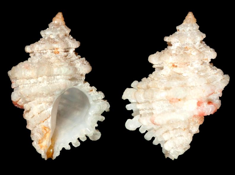 File:Babelomurex pacei 001.jpg