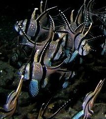 File:Banggai Cardinalfish Schoal Cropped.jpg