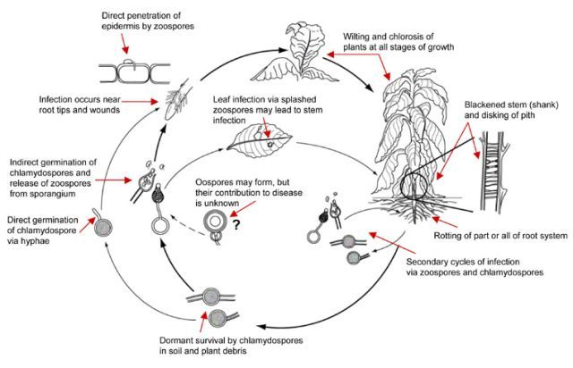 File:Black Shank Disease Cycle.jpg