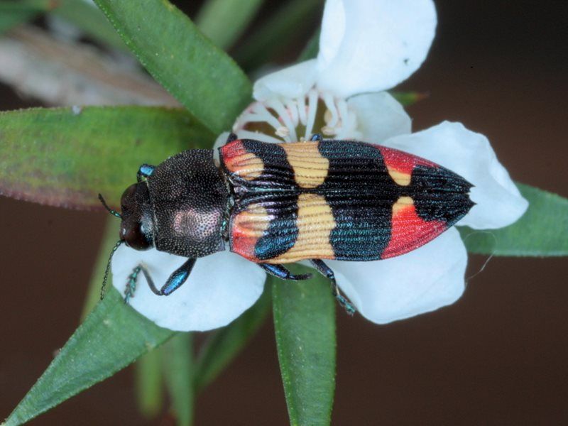 File:Castiarina bella NarbethongJan15.jpg