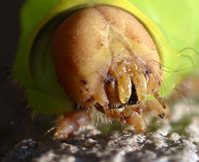 File:Caterpillar face close up.jpg