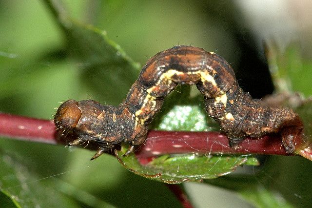 File:Ectropis.crepuscularia.caterpillar.jpg