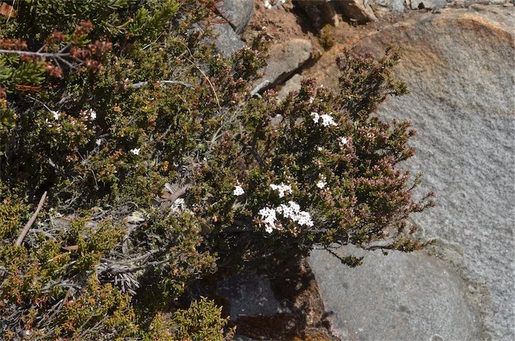 File:Epacris serpyllifolia habit.jpg