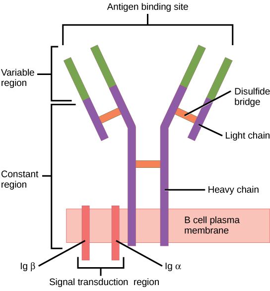 File:Figure 42 02 06.jpg