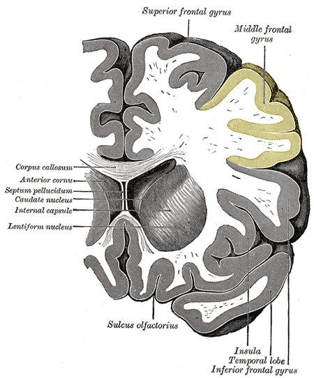 File:Gray743 middle frontal gyrus.png