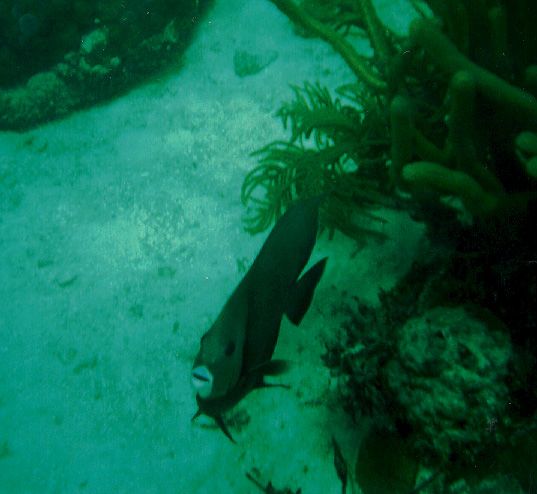 File:Gray Angelfish Hen and Chickens Reef 1999.jpg