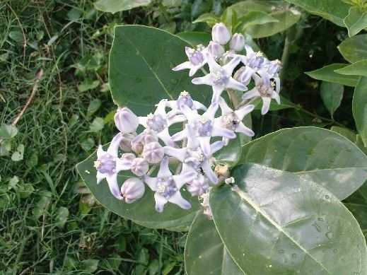 File:K.Pudur Village Crown flower plants.jpg