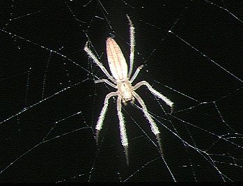 File:Larinia.phthisica.female.-.tanikawa.jpg