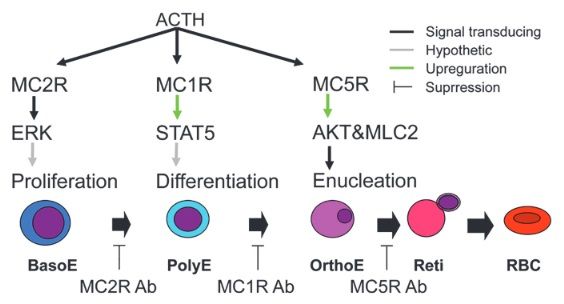 File:MCR1erythro4TC.jpg