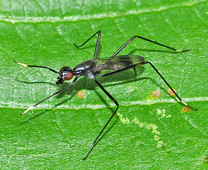 File:Micropezidae - Rainieria calceata.JPG