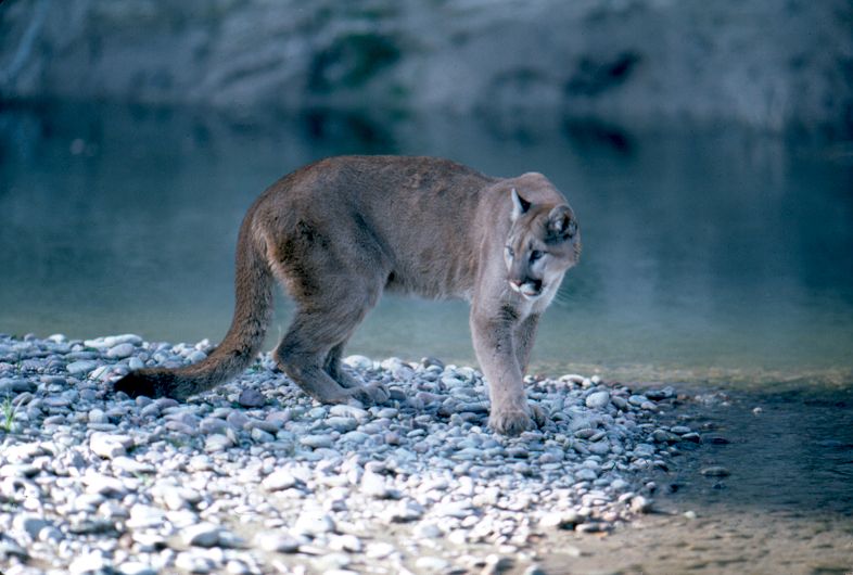 File:Mountain Lion in Grand Teton National Park.jpg