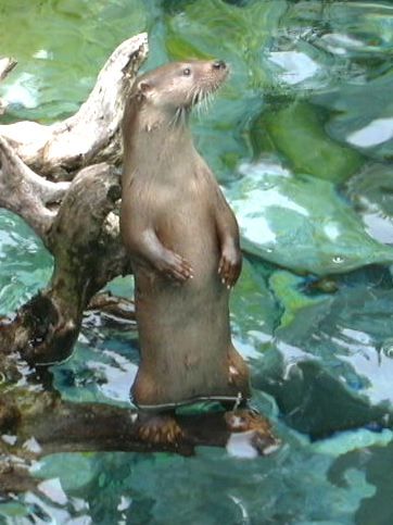 File:Otter-in-France.jpg