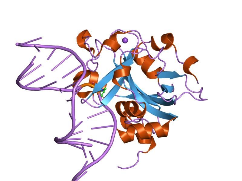 File:PDB 1f6o EBI.jpg