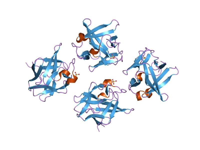 File:PDB 2afg EBI.jpg