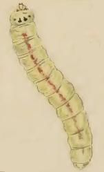 File:Parornix torquillella larva.JPG