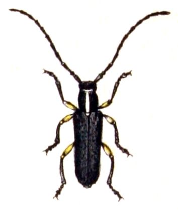 File:Phytoecia.icterica.-.calwer.40.07.jpg