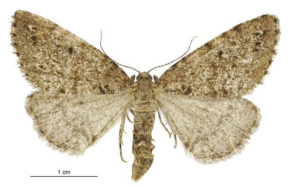 File:Pseudocoremia terrena female.jpg