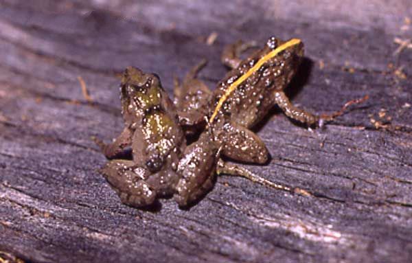 File:Pseudopaludicola falcipes02.jpg