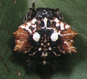 File:Thelacantha brevispina female 2 - Tanikawa.jpg