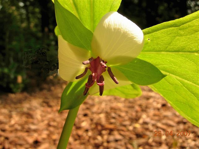 File:Trillium rugeli 2.jpg