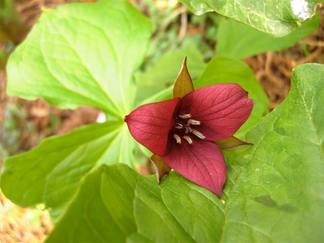 File:Trillium vaseyi - 20070425.jpg