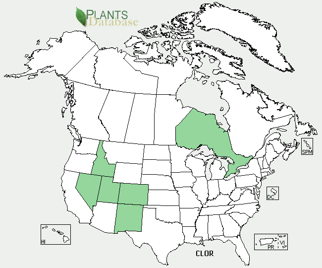 File:USDA Distribution - Clematis orientalis.png