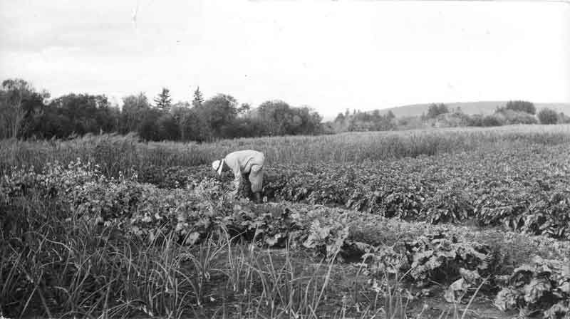 File:Vegetable Garden at Borden's.jpg