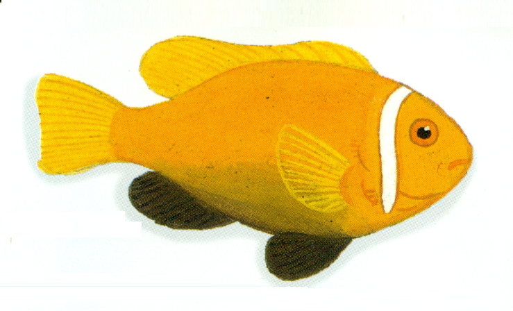 File:XRF-Amphiprion nigripes.png