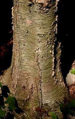 File:Yellow birch trunk.jpg