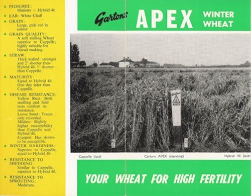 File:Apex Wheat.jpg