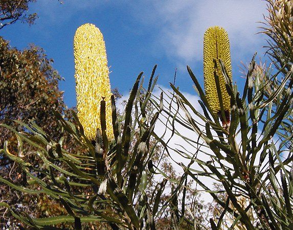 File:Banksia attenuata Marg River email.jpg