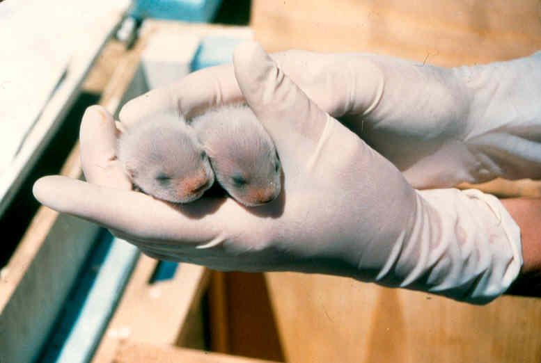 File:Black footes ferret pups.jpg