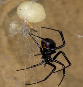 File:Blackwidow eggsac silk.jpg