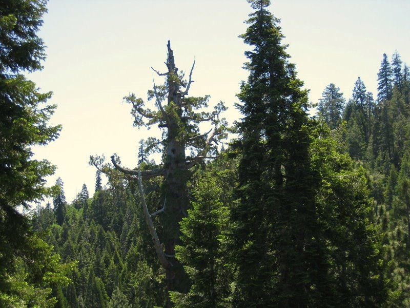 File:Boole Tree Top.JPG